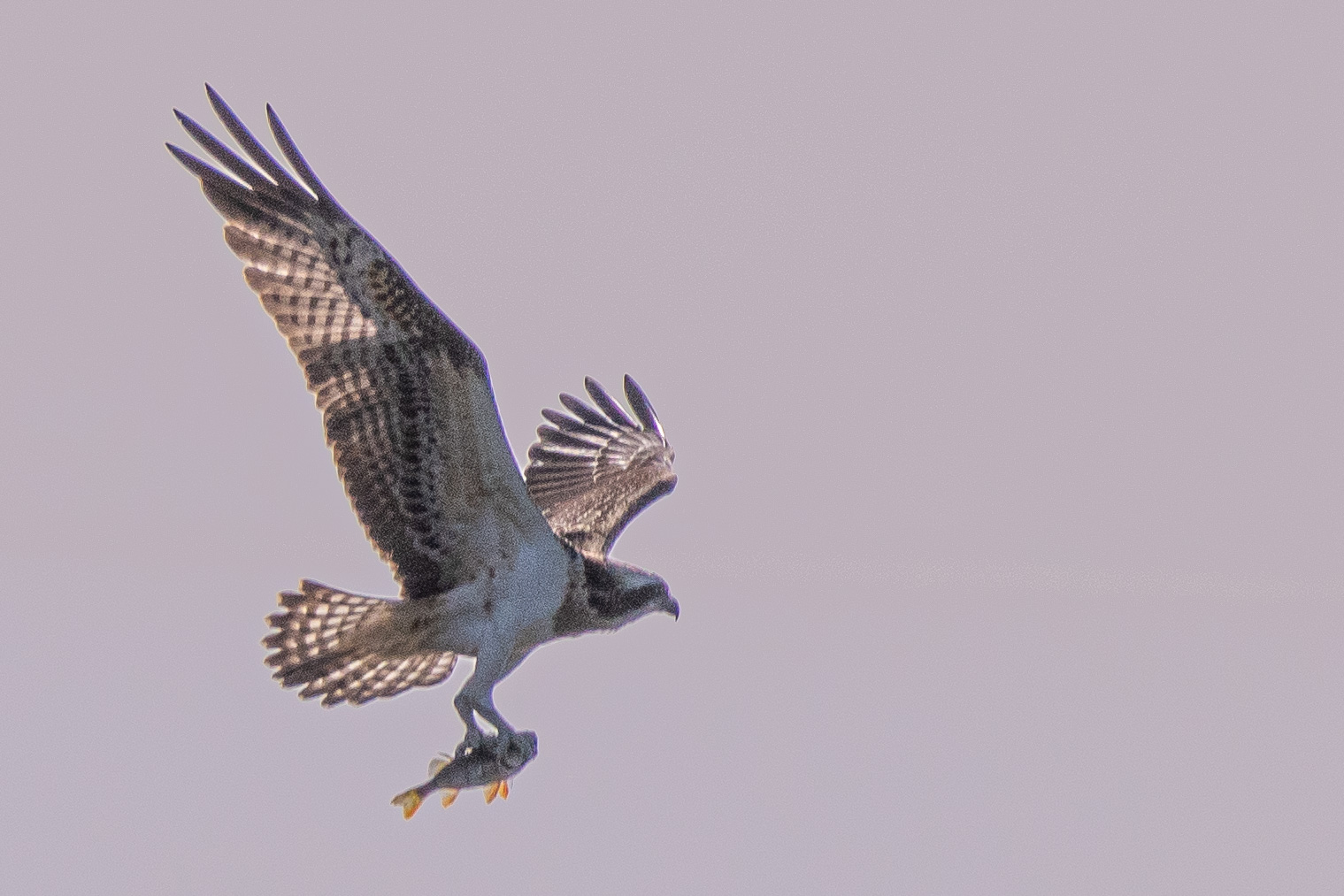 Balbuzard Pêcheur (Osprey, Pandion haliaetus), juvénile quittant  le Dépôt 54 de la Réserve Naturelle de Mont-Bernanchon, Hauts de France, avec le poisson qu'il vient d'y capturer.